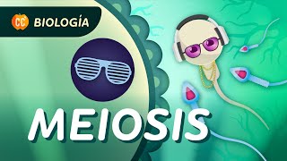 Meiosis ¿Cómo se hacen las células sexuales Crash Course Biología 30 [upl. by Anegal791]