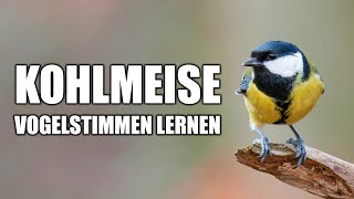 Kohlmeise Vogelstimmen lernen [upl. by Iolanthe]