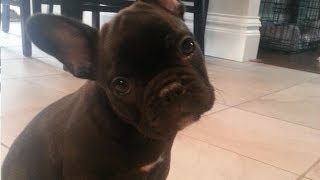 French Bulldog Puppy Surprise [upl. by Skees]