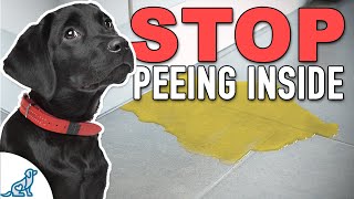 Stop Accidents Indoors With THIS Puppy Potty Training Plan [upl. by Ahsinnek732]