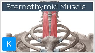 Sternothyroid Muscle Origin and Insertion  Human Anatomy  Kenhub [upl. by Edmea951]