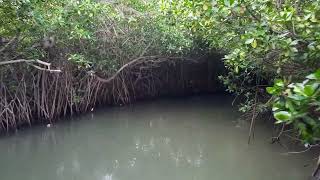 Mangrove Nature Trail  Kalpitiya [upl. by Nuhsar760]