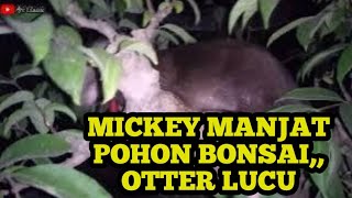 Malam hari Mickey otter yang sangat lucu manjat pohon bonsai [upl. by Otcefrep]