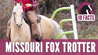 10 Fascinating Facts About the Missouri Fox Trotter Horse [upl. by Sinegra]