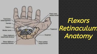 Flexors Retinaculum  Less Time Full Concept  Exam Oriented anatomy mbbs medico Upper Limb [upl. by Einnaoj]