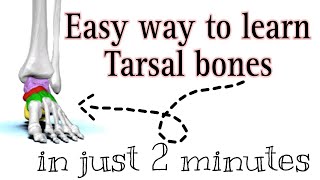 Learn tarsal bones in easy way with mnemonicstarsalbones footbones bonesname footandankle [upl. by Yentyrb]