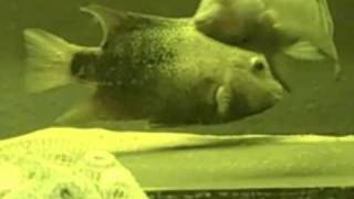 Texas Cichlid Breeding [upl. by Ybbob]