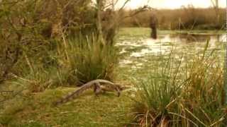 Caiman yacare  Esteros del Ibera Argentina [upl. by Seuqcaj240]