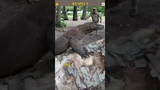 Komodo Dragon The Incredible Giant Lizard of Indonesian The Real Life Dragon [upl. by Zia]