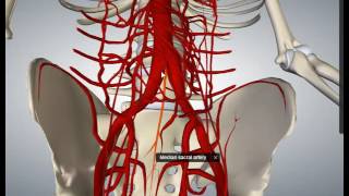 Ramas parietales de aorta abdominal [upl. by Caryl]