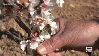 Cómo proteger a los almendros de las heladas  Ancha es CastillaLa Mancha  CMM [upl. by Ahseile]