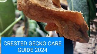 Crested gecko care guide 2024 [upl. by Telocin]