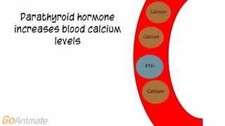 Anatomy and Physiology Endocrine System Calcitonin and PTH v20 [upl. by Aiceled653]