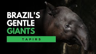 The Tapirs Dive into the World of Brazils Gentle Giants [upl. by Elmo]