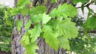 Sessile oak Quercus petraea  leaves  May 2018 [upl. by Gauldin974]