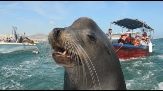 Dont Feed The Sea Lions Pelicans and Fishermen [upl. by Mayap]