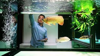 Super Clean Arowana Tank in Freshwater Aquarium  Feeding Golden Arowana [upl. by Fechter]