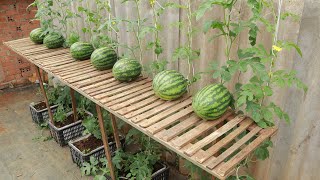 I wish I knew this method of growing watermelons sooner  Its easy and works great [upl. by Cyrus]