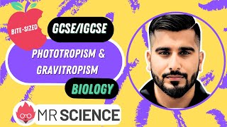 Phototropism amp Gravitropism  Bitesized  GCSE  IGCSE Biology  Mr Science in 8K [upl. by Yennor]