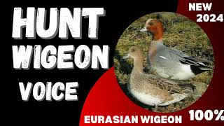 WIGEON VOICE FOR HUNT  BIRDE VOICE FOR HUNTING  HUNTING CALL WIGEON [upl. by Ayanej237]