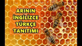 Arının İngilizce Tanıtımı [upl. by Navarro]