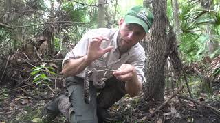 How DANGEROUS is a WATER MOCASSIN  COTTONMOUTH [upl. by Ailsa]