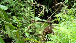 A troop of stumptailed macaque trudging through the forest floor [upl. by Ayanet]