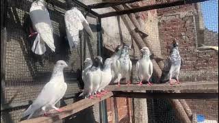 Piplan wlaya kabootar for sale  High flyer pigeon for sale  pure teddy kabootar [upl. by Yecam679]