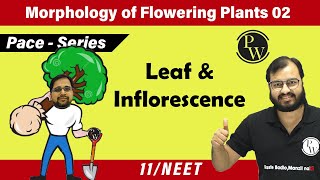 Morphology of Flowering Plants 02  Leaf amp Inflorescence  Class 11  Pace Series  NEET [upl. by Irec362]