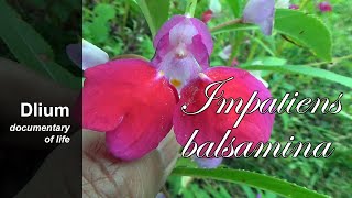 Garden balsam Impatiens balsamina [upl. by Routh]