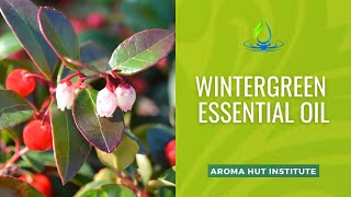 Discover Wintergreen Essential Oils Darkest Secret [upl. by Lehar]