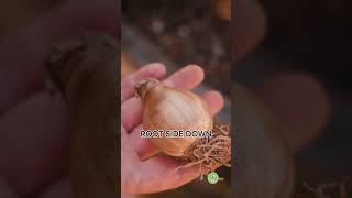 Planting Fall Bulbs Tips for a Stunning Spring Garden [upl. by Calla]