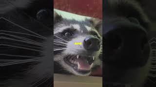 Racoon in your Yard should you worry Animal Racoon yard House Home racoons [upl. by Ariaes]