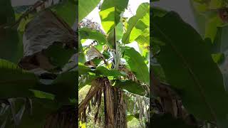 If 1 banana plant is planted 40 plants are grown  organic banana fruits  banana plants [upl. by Yblek86]