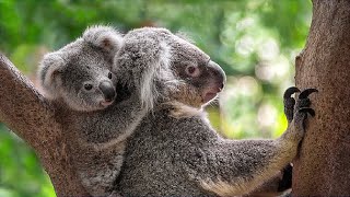 The cry of a frightened koala is very similar to the cry of a baby  Koala sounds [upl. by Varhol771]