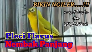 Sangat Langka Pleci Flavus Nembak Panjang Sungguh Istimewa [upl. by Mattson]