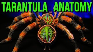 The Anatomy of a Tarantula amp Spider Biology [upl. by Nashom]