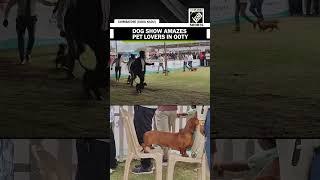 Over 450 canines compete in spectacular national dog show [upl. by Medarda]