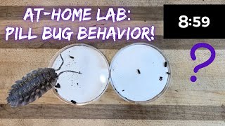 AtHome Lab Roly Poly Behavior Isopod Lab Setup Observations and Inquiry [upl. by Halden]