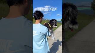 슈나우저 뿌니의 전용 개모차 schnauzer puppy minischnauzer 강아지 일상 [upl. by Nanice]