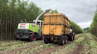 Willow Harvesting 2024 Claas Jaguar 900 Fendt 828 Coppicing Willow [upl. by Enriqueta]