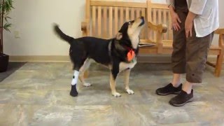 Maggie the Shepherd Hock Prosthesis Final [upl. by Nwadrebma]