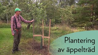 Plantering av äppelträd [upl. by Aivan]