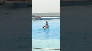 Grand Sirenis Riviera Maya Mexico  Free Dolphin Show Mexico [upl. by Thar671]