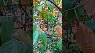 😲Diospyros kaki în octombrie🏵️playlist grădini înflorite 312 video [upl. by Beauregard]