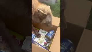 Swiper Fox helped me open a gift box from tenderandtruepetnutrition6509 today foxsounds [upl. by Emlyn]