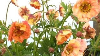 Best Perennials  Geum Mai Tai Aven [upl. by Rains]