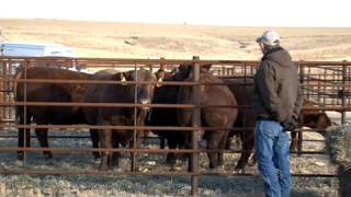 RED ANGUS PROOF 092313 [upl. by Bates175]