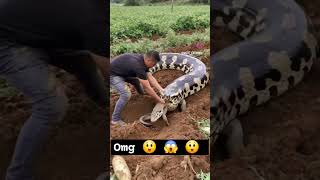 Big snake 🐍 eating small snake 🐍 😲 😱  snake snakevideo snakes [upl. by Bevers]