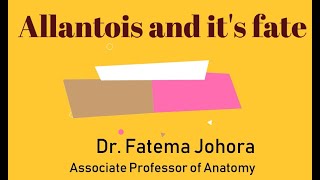 3 in 1 Fate of Allantois II Fate of Vitellointestinal duct II Connecting stalk II Explained easily [upl. by Alrak]